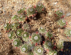 Mammillaria carnea