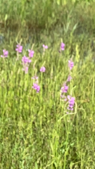 Physostegia pulchella