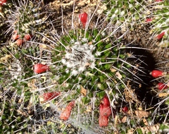 Mammillaria carnea