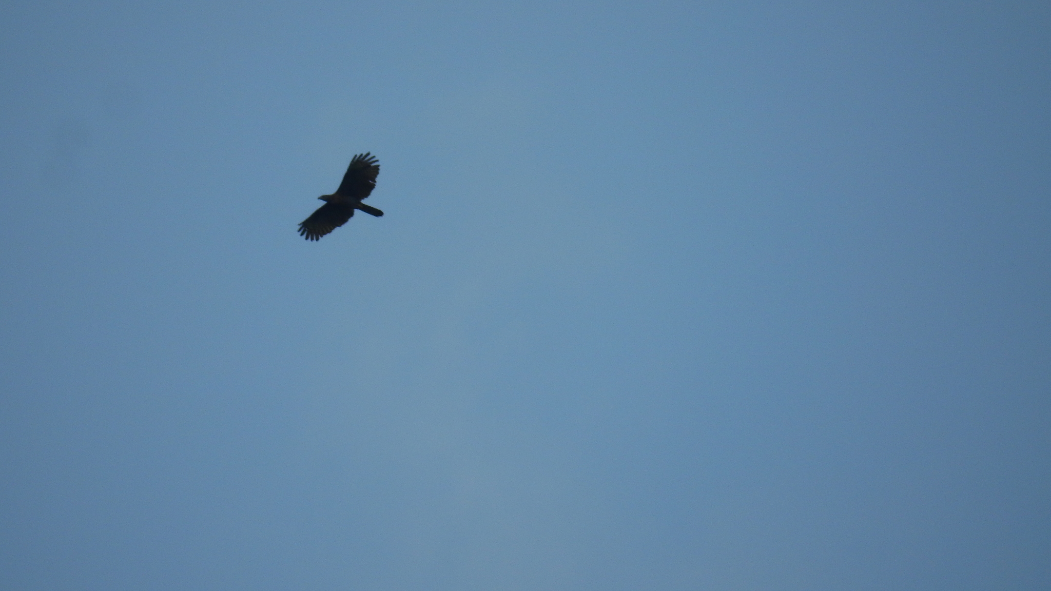 Barred Honey Buzzard (Pernis celebensis), photo 5