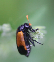 Hycleus palliatus