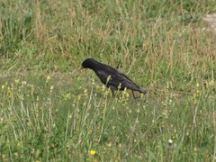 Sturnus unicolor
