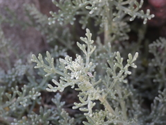 Artemisia caerulescens