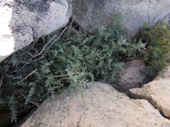 Artemisia caerulescens