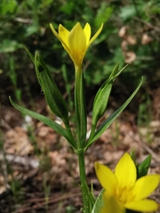 Centaurium maritimum