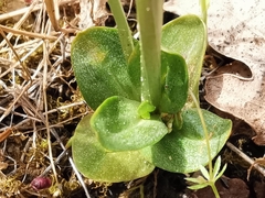Centaurium maritimum