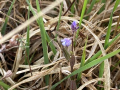 Polygala serpyllifolia
