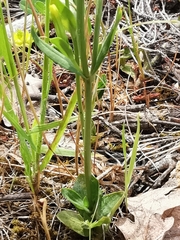 Centaurium maritimum