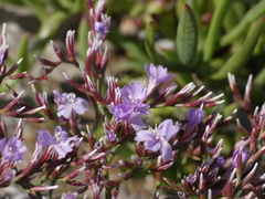 Limonium pseudominutum