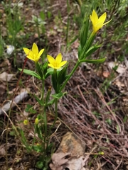 Centaurium maritimum