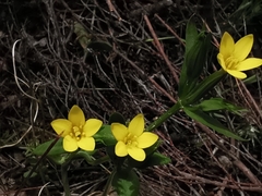 Centaurium maritimum