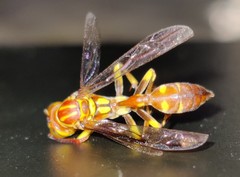 Parapolybia