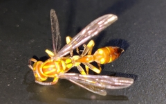 Parapolybia