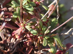 Limonium pseudominutum