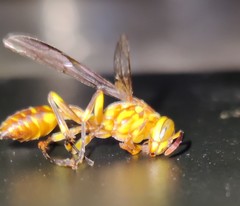 Parapolybia