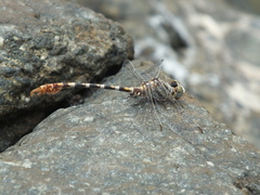 Paragomphus sinaiticus