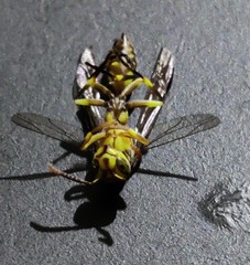 Parapolybia