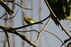 Pale-Bellied White-Eye photo 1