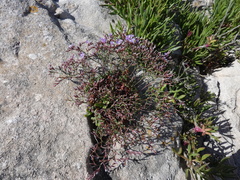 Limonium pseudominutum