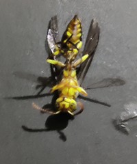 Parapolybia