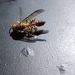 Parapolybia