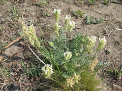 Oxytropis candicans