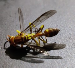 Parapolybia