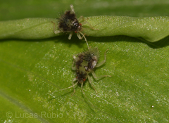 Pycnoderes albipes