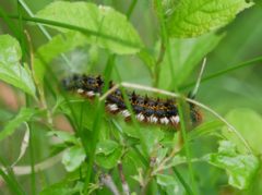 Euthrix potatoria