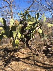 Opuntia velutina