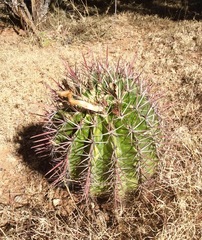 Ferocactus recurvus recurvus