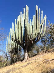 Pachycereus weberi