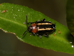 Disonycha argentinensis