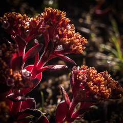 Crassula setulosa setulosa