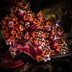 Crassula setulosa setulosa