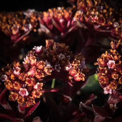 Crassula setulosa setulosa