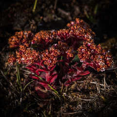 Crassula setulosa setulosa