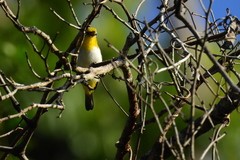 Pale-Bellied White-Eye photo 2