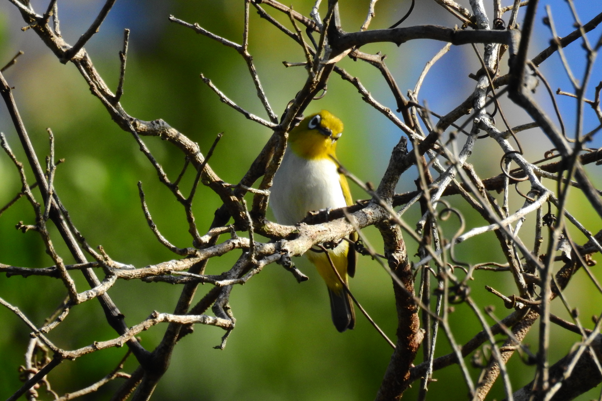 Sulawesi White-eye illustration
