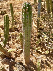 Pachycereus weberi