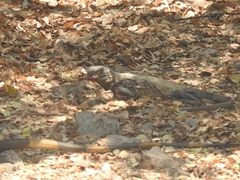 Ctenosaura pectinata