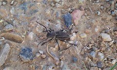 Neodorcadion bilineatum