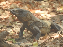 Ctenosaura pectinata