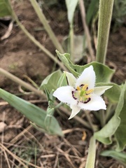 Calochortus lyallii