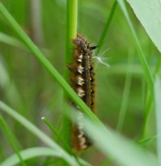 Euthrix potatoria