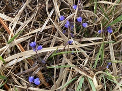 Polygala serpyllifolia