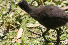Gallinula chloropus