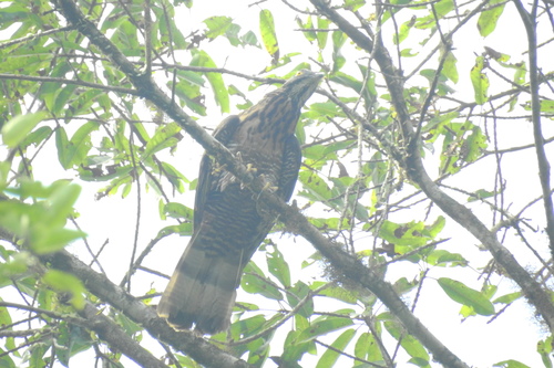 Barred Honey Buzzard (Pernis celebensis)