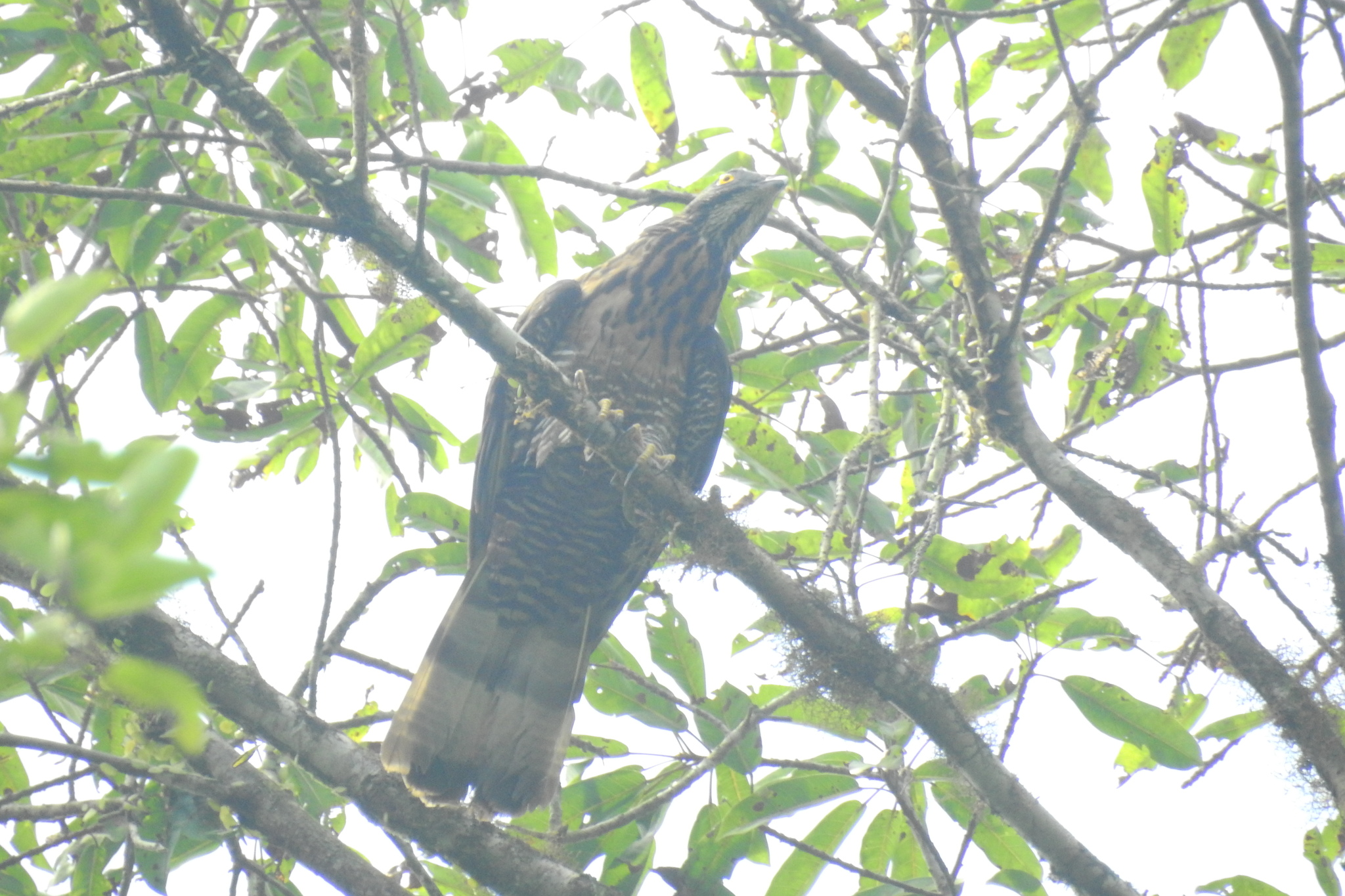 Barred Honey Buzzard (Pernis celebensis), photo 1