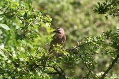 Garrulus glandarius